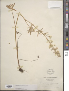 Delphinium leucophaeum image