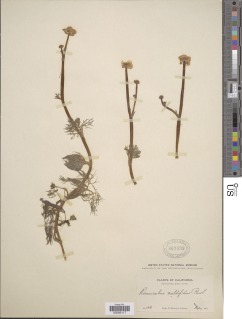 Image of Ranunculus delphinifolius
