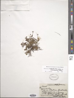 Ranunculus multicaulis image