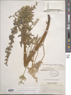 Delphinium stachydeum image