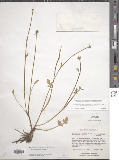 Ranunculus multicaulis var. cuchumatanensis image