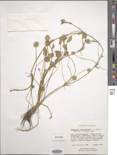 Ranunculus flagelliformis image