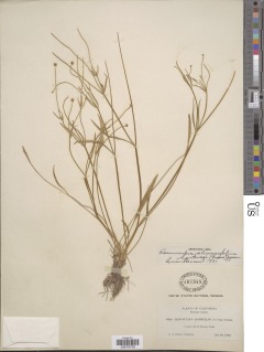 Ranunculus alismifolius var. hartwegii image