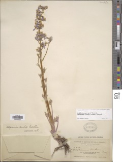 Delphinium parryi subsp. purpureum image