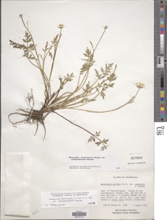 Ranunculus multicaulis image