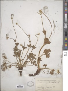 Image of Anemone baldensis
