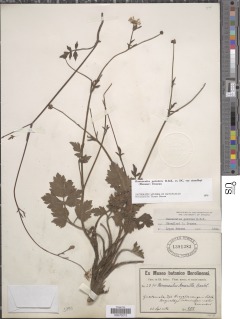 Ranunculus petiolaris var. standleyi image