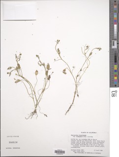 Image of Ranunculus bonariensis