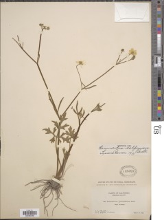 Ranunculus californicus image