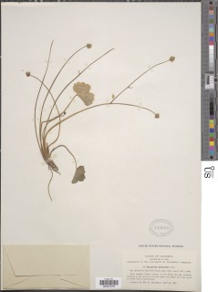 Ranunculus hystriculus image