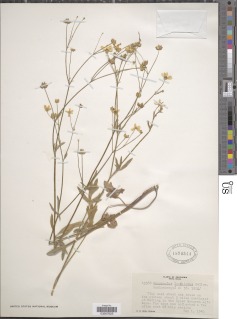 Image of Ranunculus longilobus