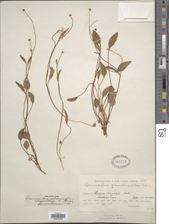 Ranunculus alismifolius var. alismellus image