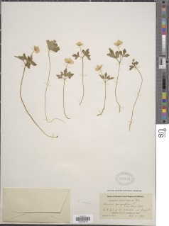 Anemone grayi image