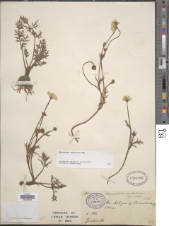 Image of Ranunculus dichotomus