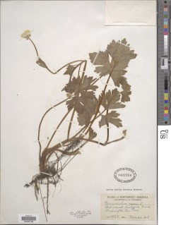 Image of Ranunculus glabratus