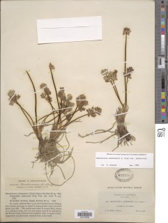 Image of Ranunculus andersonii
