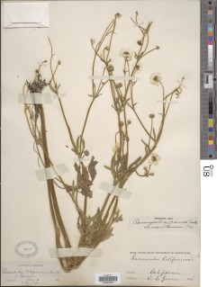 Ranunculus canus image