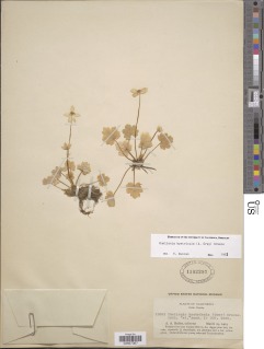 Ranunculus hystriculus image