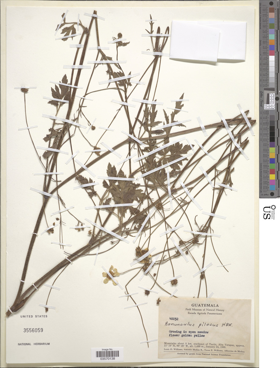 Ranunculus geranioides image