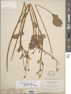 Ranunculus orthorhynchus var. bloomeri image