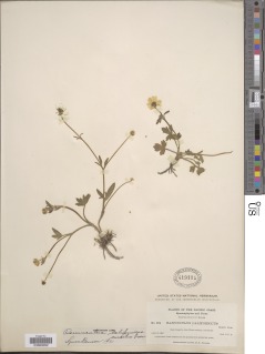 Ranunculus californicus var. cuneatus image
