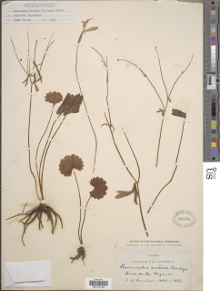 Image of Ranunculus harveyi