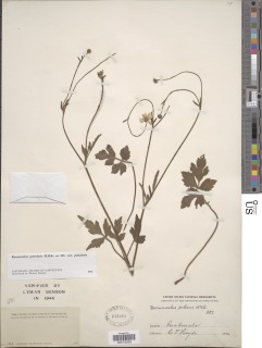Ranunculus petiolaris var. petiolaris image