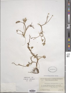 Image of Ranunculus hydrocharoides