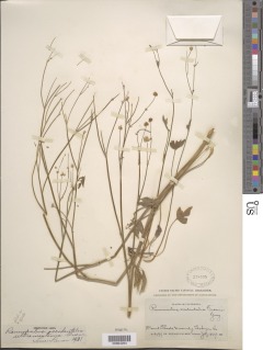 Ranunculus occidentalis var. ultramontanus image