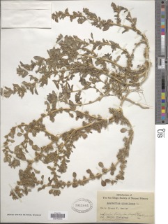 Amaranthus albus image