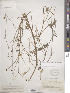 Ranunculus petiolaris var. standleyi image