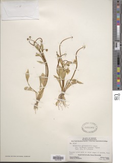 Ranunculus alismifolius image
