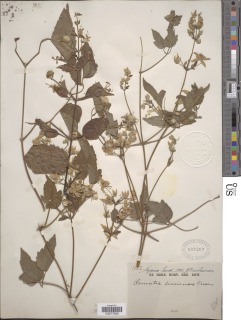 Clematis viridiflora image