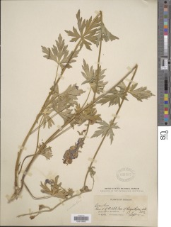 Aconitum macilentum image