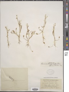 Image of Ranunculus pusillus