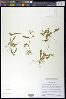 Commelina aurantiiflora image