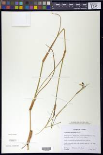 Commelina fluviatilis image
