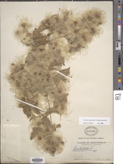 Clematis acapulcensis image