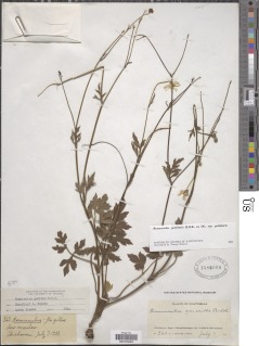 Ranunculus petiolaris var. petiolaris image