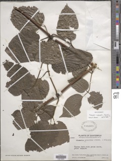 Image of Clematis caleoides