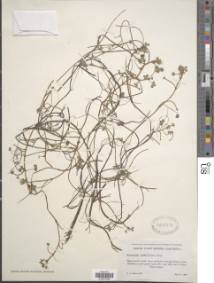 Image of Ranunculus lobbii