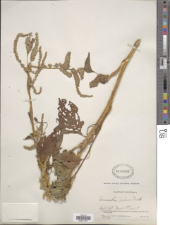 Image of Amaranthus dubius