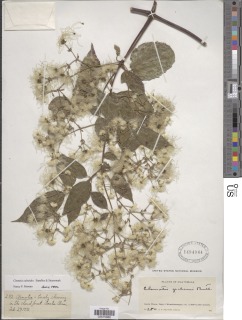 Clematis caleoides image