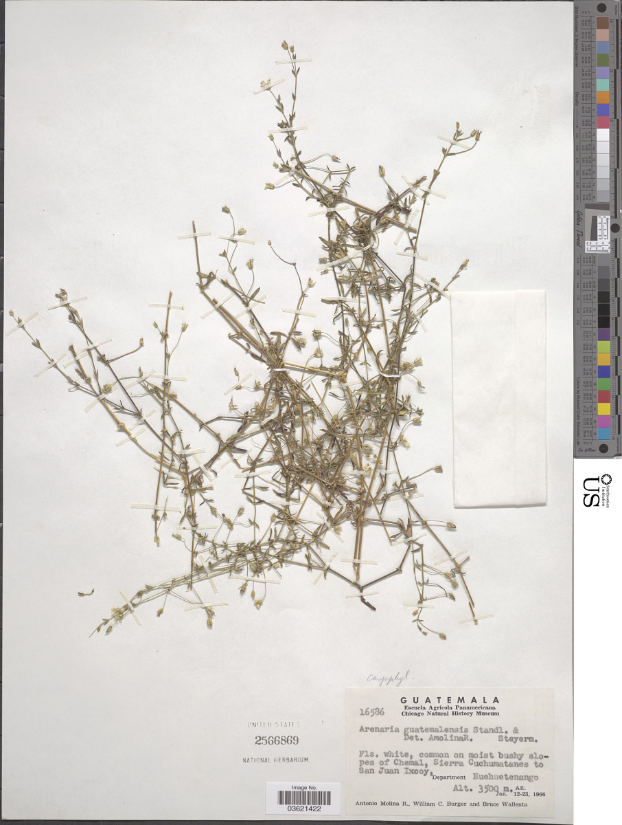 Arenaria lanuginosa subsp. guatemalensis image