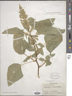 Amaranthus dubius image