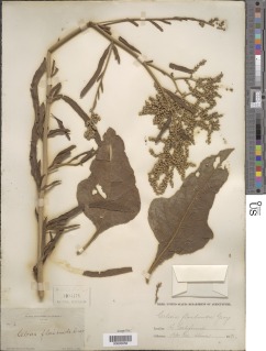 Celosia floribunda image