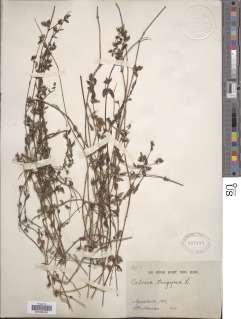 Celosia trigyna image