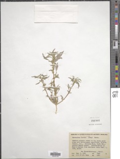 Image of Amaranthus arenicola