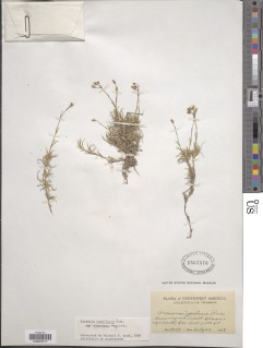 Arenaria capillaris image