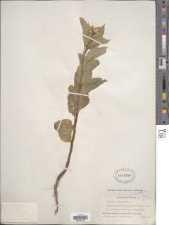 Image of Celosia cristata